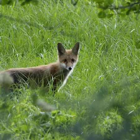 Na żurawim Wzgórzu * Pasym