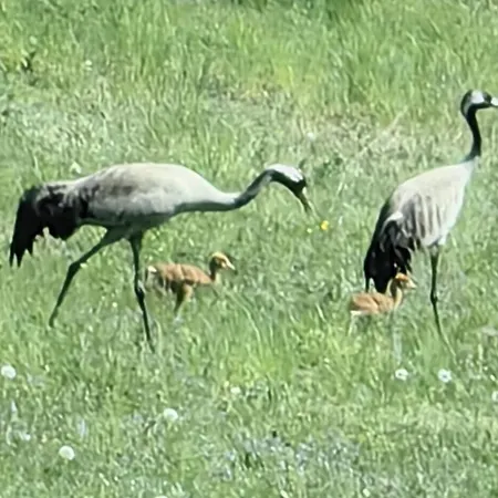 Na żurawim Wzgórzu Dom wakacyjny *