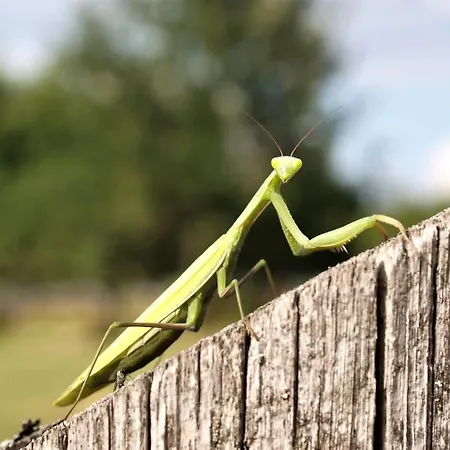 Dom wakacyjny Na żurawim Wzgórzu *