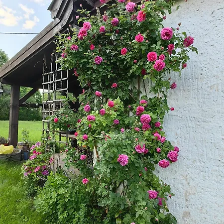 Na żurawim Wzgórzu *