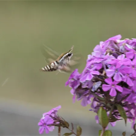 Na żurawim Wzgórzu Dom wakacyjny Pasym
